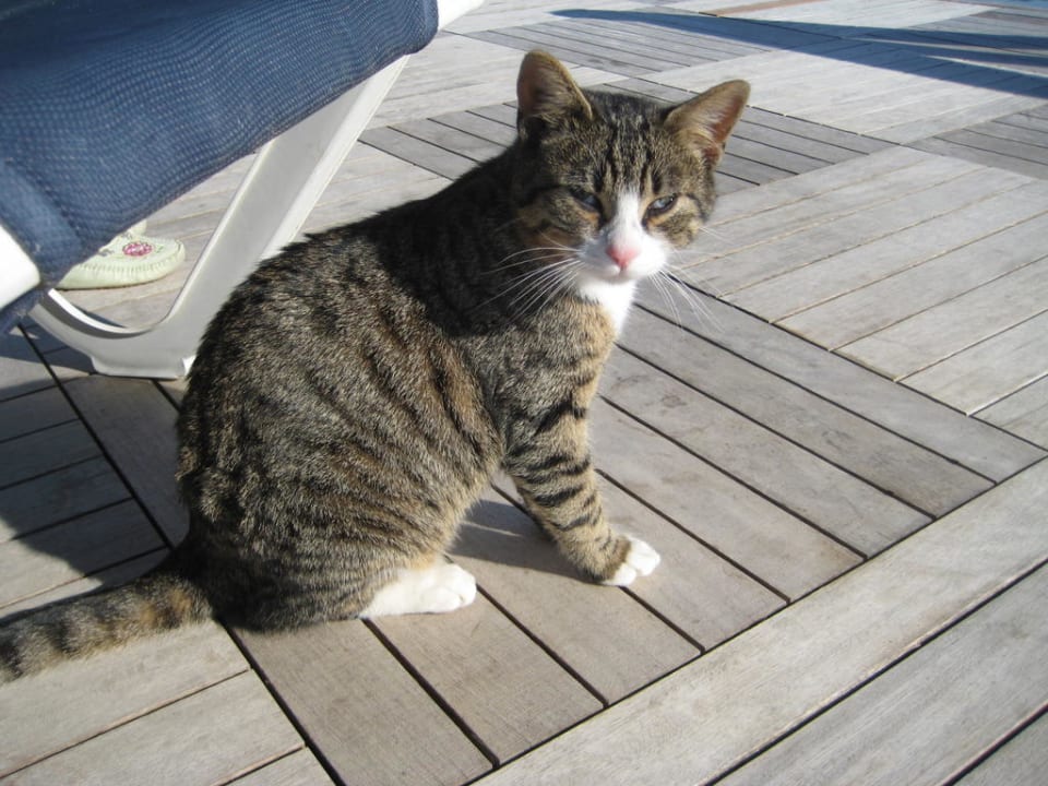 Kätzchen am Pool Voyage Belek Golf & Spa