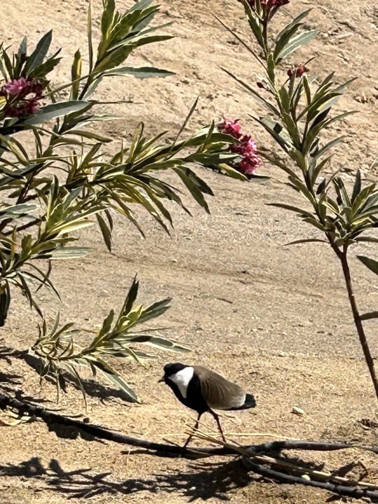 Sonstiges Steigenberger Coraya Beach - Adults only