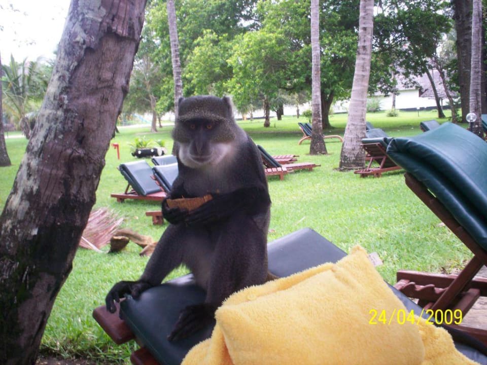 Manchmal muß man auch die Liege teilen Neptune Village Beach Resort & Spa