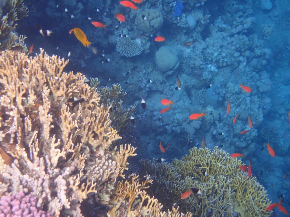 Strand Pickalbatros Palace Resort