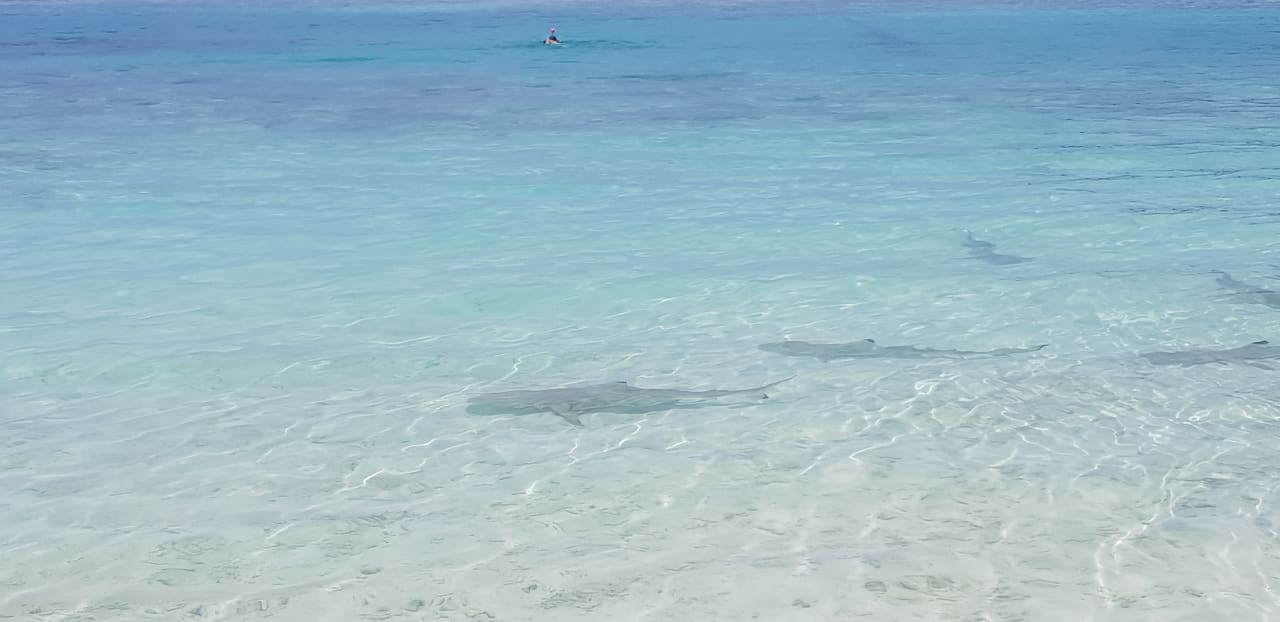 Strand Meeru Maldives Resort Island