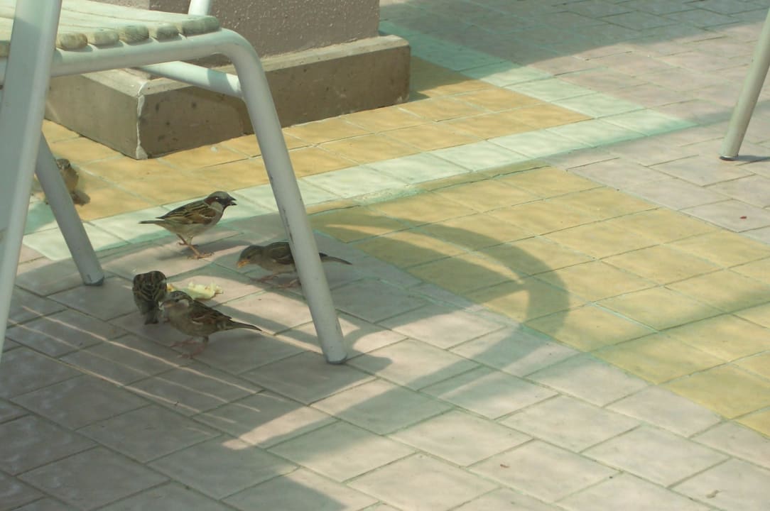 Die Spatzen essen mit Aqua Fantasy Aquapark Hotel & Spa