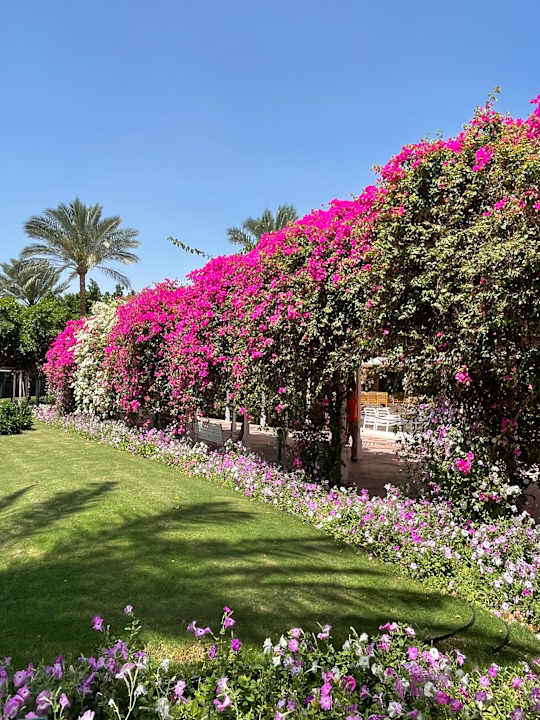 Außenansicht Desert Rose