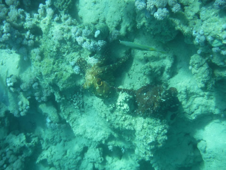 Kraken 2x Cleopatra Luxury Resort Makadi Bay