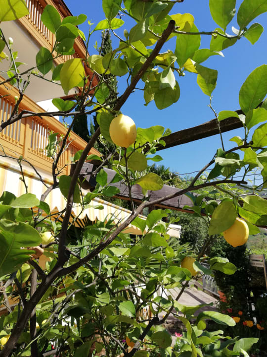 Zimmer Hotel Residence Ruster Resort