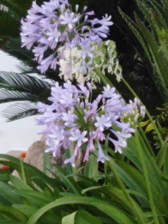 Pool Grupotel Acapulco Playa - Adults Only