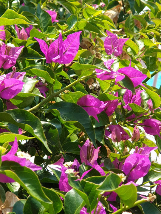 Gartenanlage Club Hotel Anjeliq