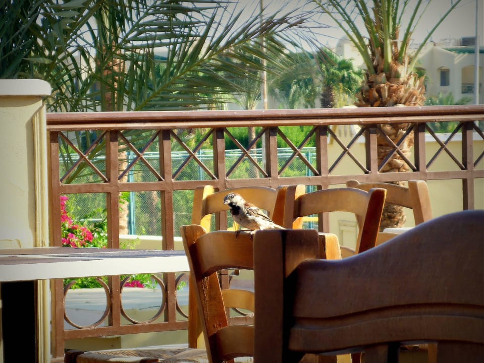 Vögel beim Frühstück Jaz Makadi Gardens - TUI BLUE Makadi Gardens - Adults Friendly 16 Years Plus