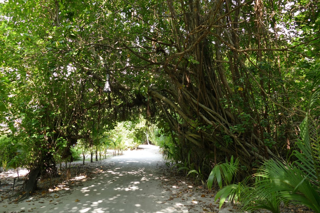 Pflanzen und Wege Kuredu Island Resort & Spa