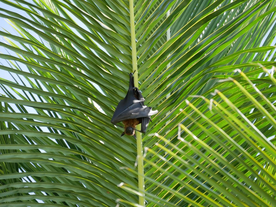 Gartenanlage Summer Island Maldives