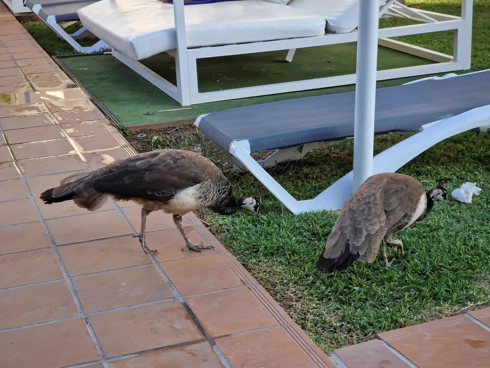 Gartenanlage Grupotel Alcudia Pins