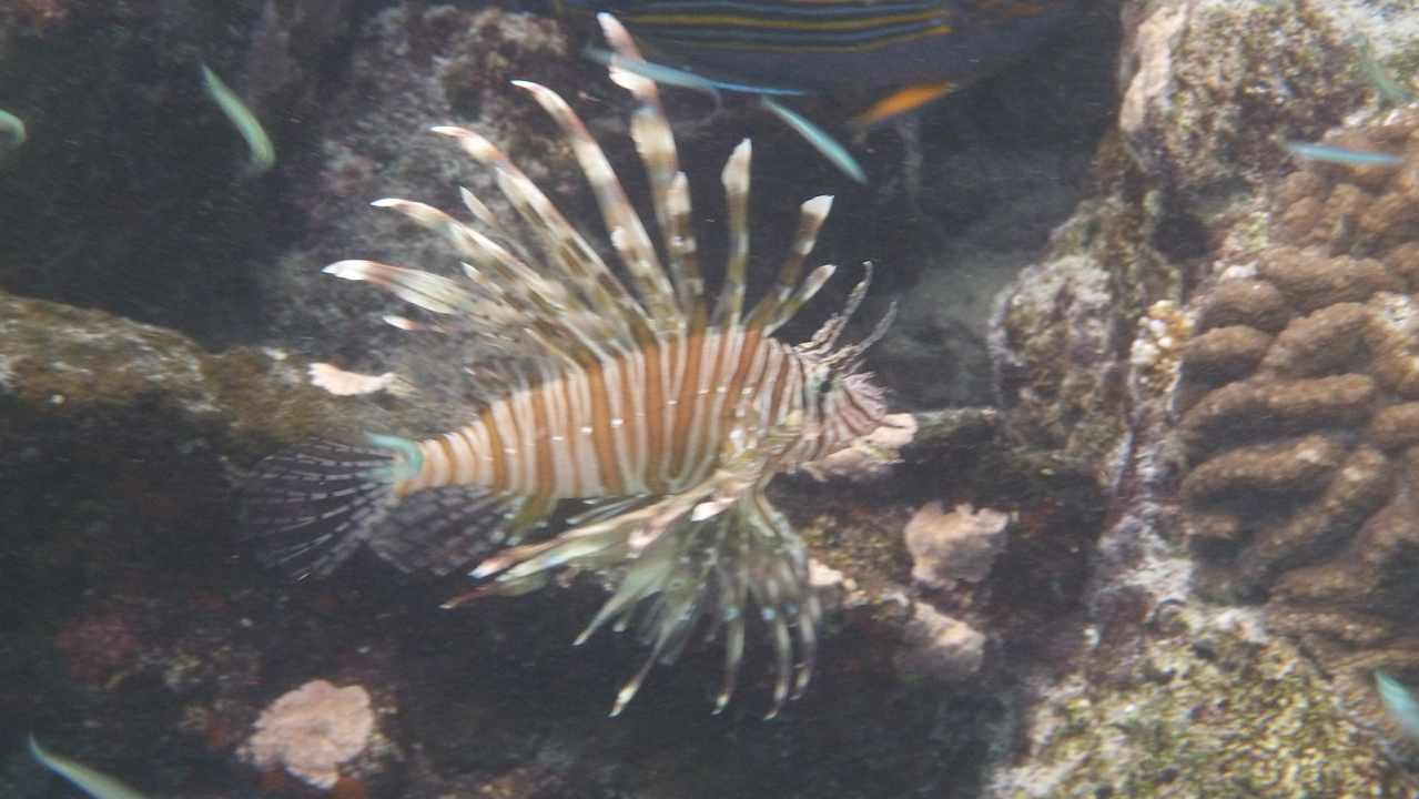 Indischer Feuerfisch am Steg Summer Island Maldives