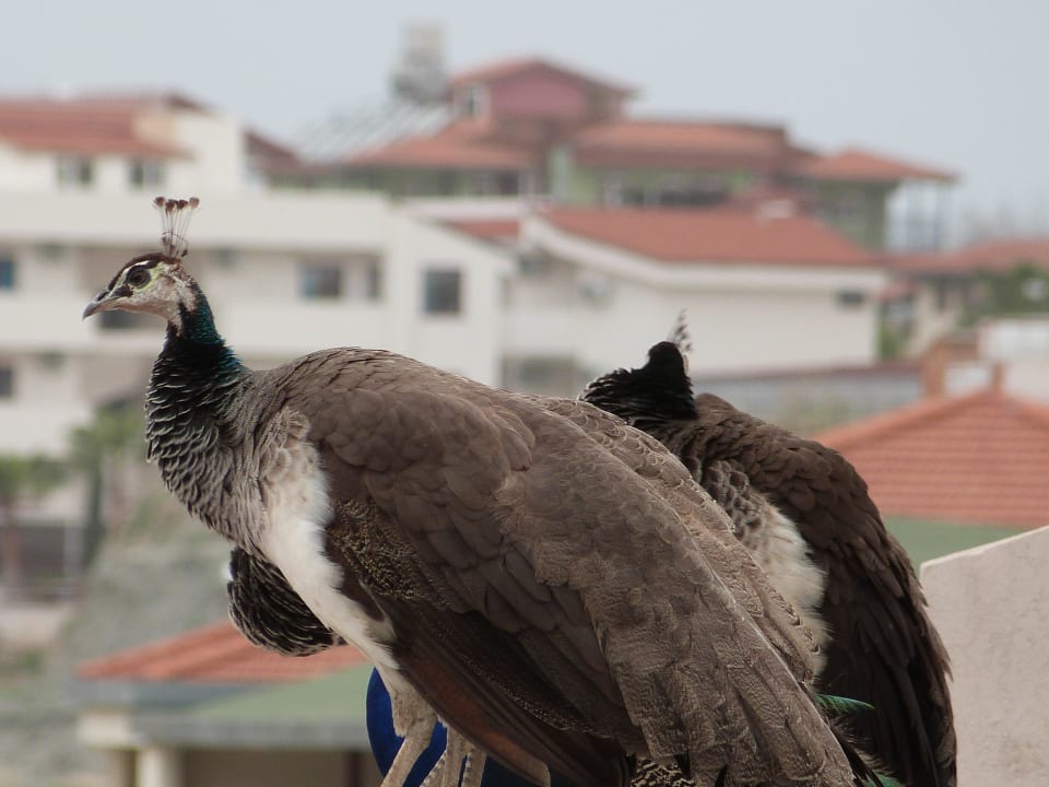 Zimmerausblick Seaden Corolla Hotel