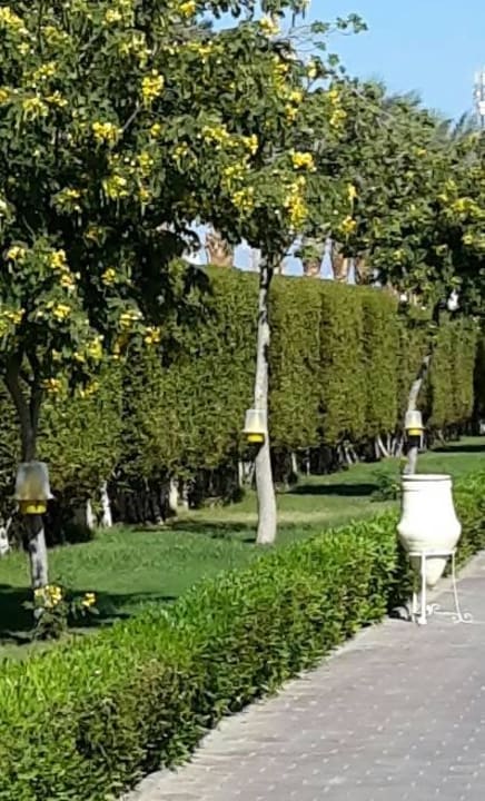 Fliegenfallen im Facility Bereich Sentido Caribbean World Soma Bay