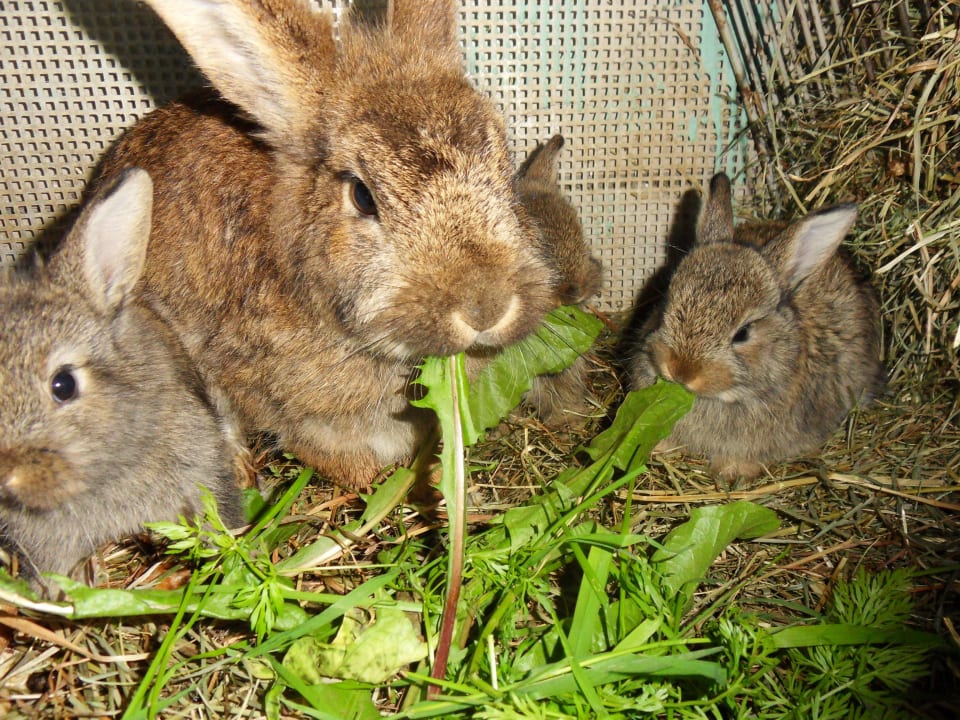 Oftmals sind Häschen am Hof Comfort-Farm Zittrauerhof
