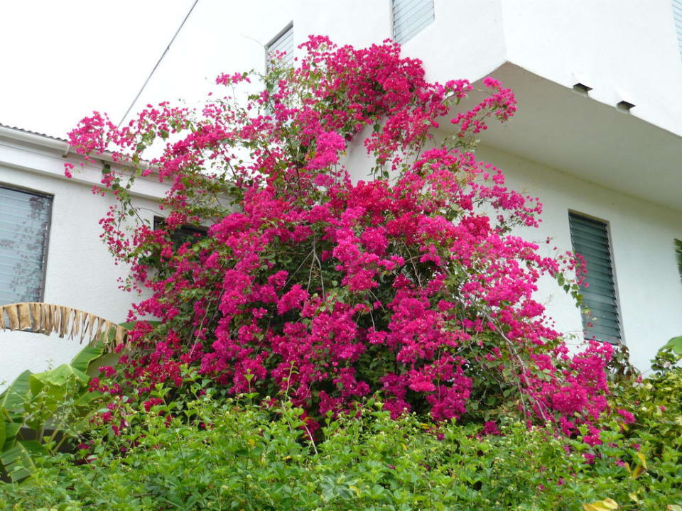 Gartenanlage Hotel Coconut Beach Club