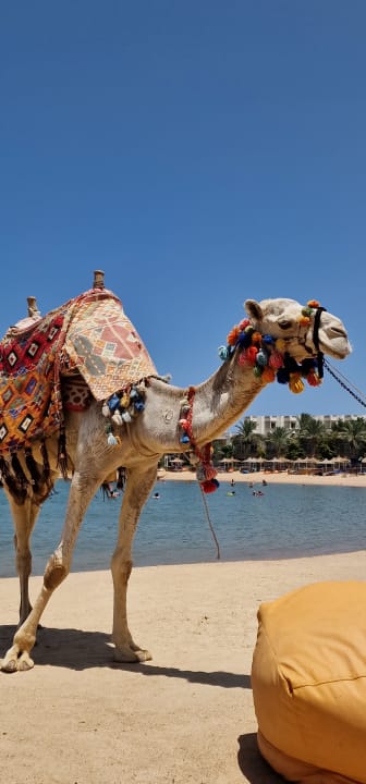 Sonstiges Desert Rose