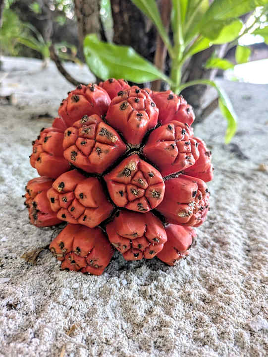 Gartenanlage Kuramathi Maldives