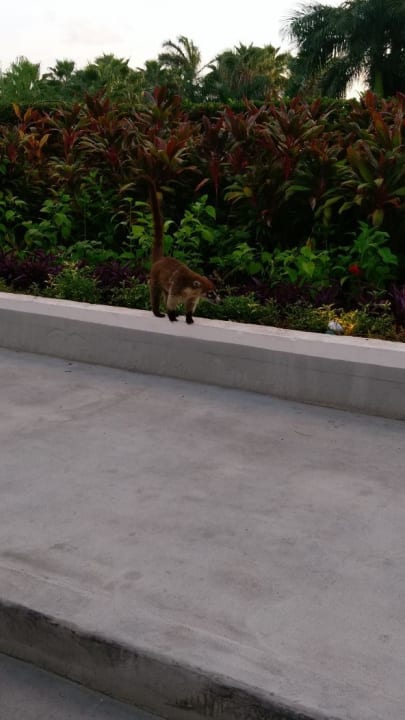 Gartenanlage Akumal Bay Beach & Wellness Resort