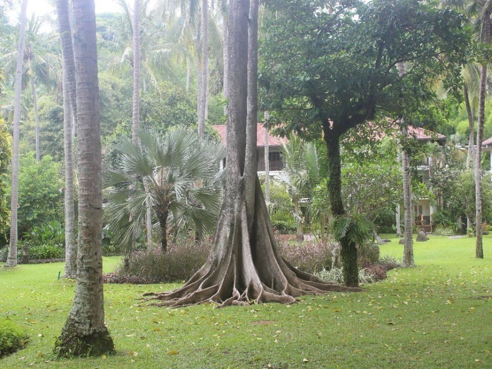 Alter Baumbestand Hotel Sheraton Senggigi Lombok Beach Resort