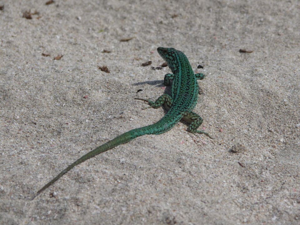 Eidechse, überall zu finden auf Formentera Hotel Maria
