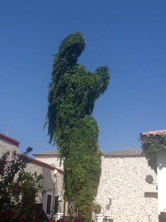 Spezial Baumschnitt  Club Marco Polo