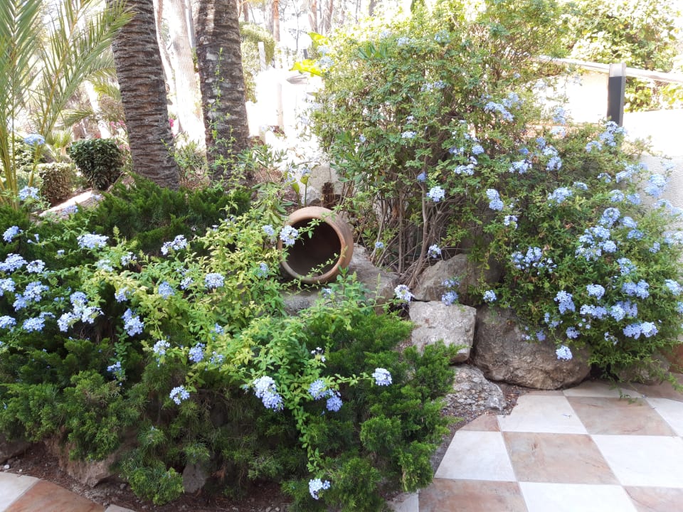 Gartenanlage allsun Hotel Bella Paguera