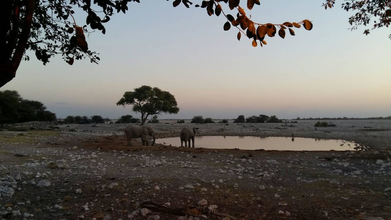 Wasserloch Okaukuejo Camp