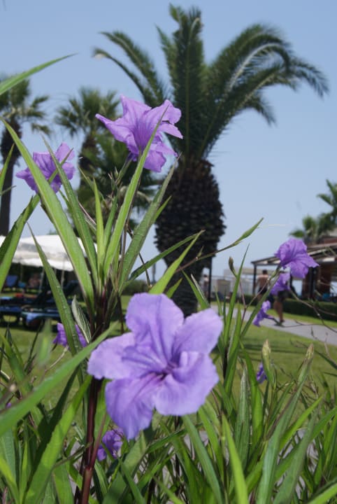 Gartenanlage Megasaray Club Belek