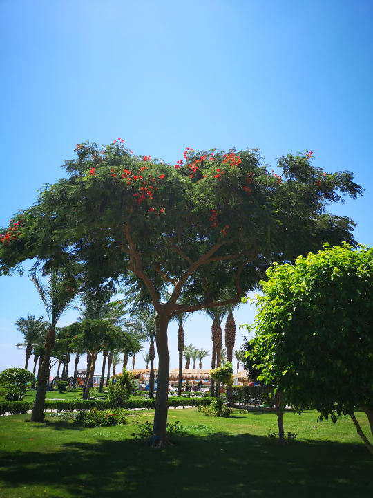 Gartenanlage Sentido Caribbean World Soma Bay