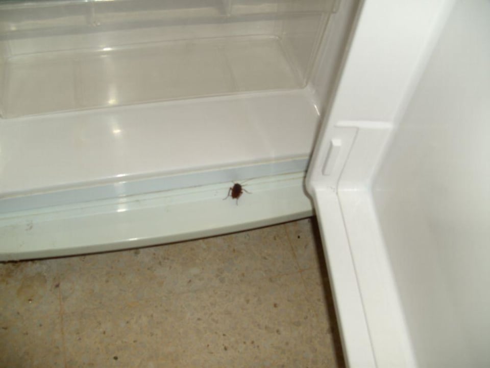 Kakerlake The Bugibba Hotel