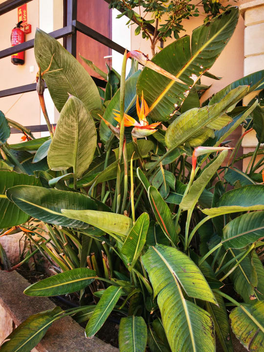 Gartenanlage R2 Lago Playa Park