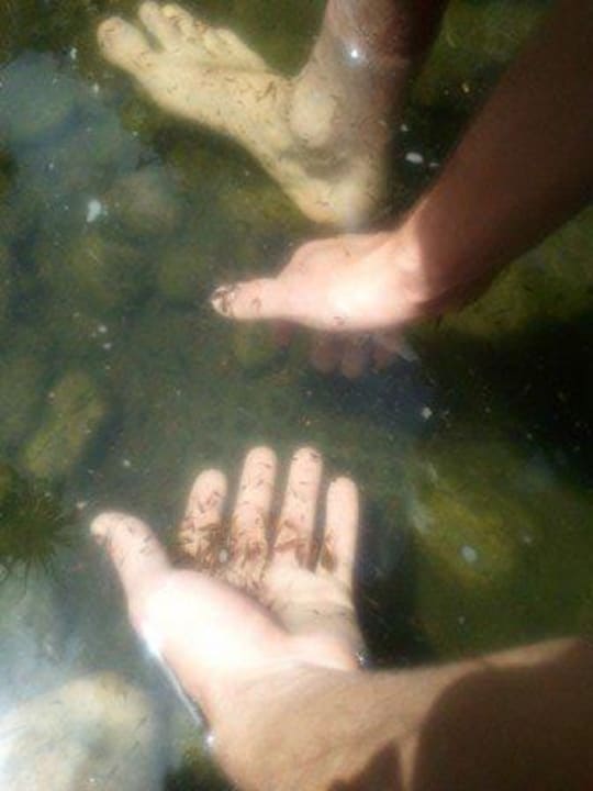 Garra Rufa Fische  allsun Hotel Lucana