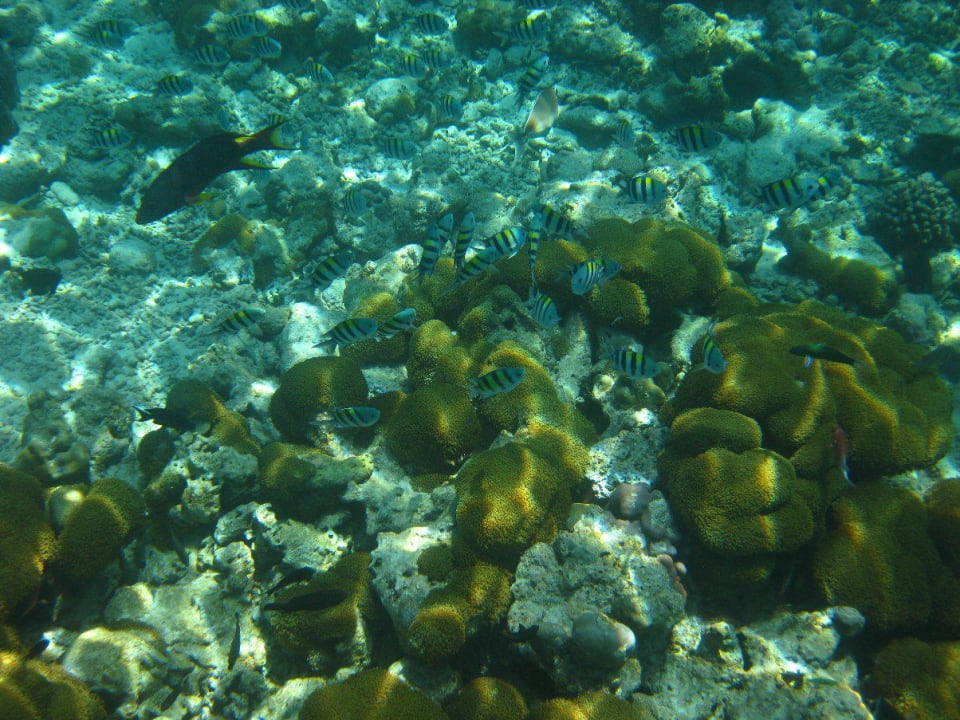 Unterwasserwelt am Hausriff NH Collection Maldives Reethi Resort