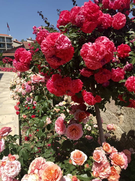 Gartenanlage Arum Barut Collection