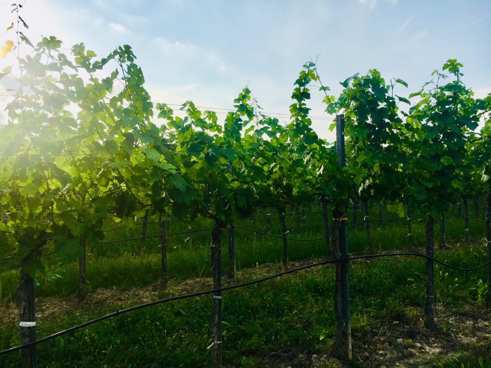 Sonstiges Landhaus Weinblick