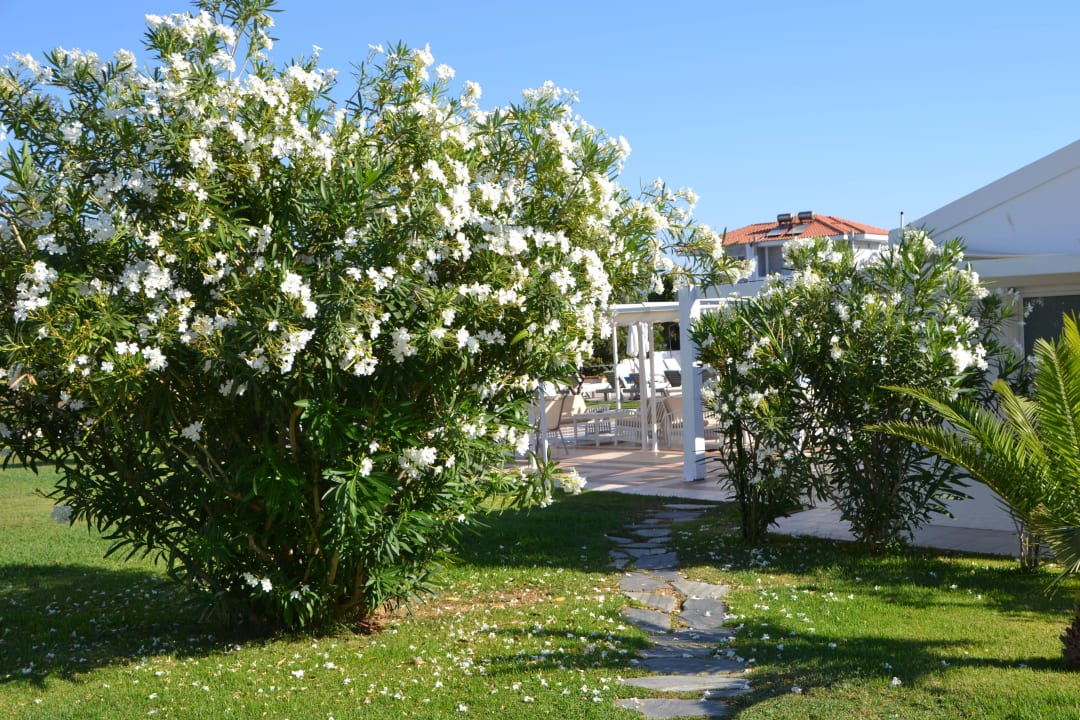 Hotel Mrs Chryssana Beach Hotel