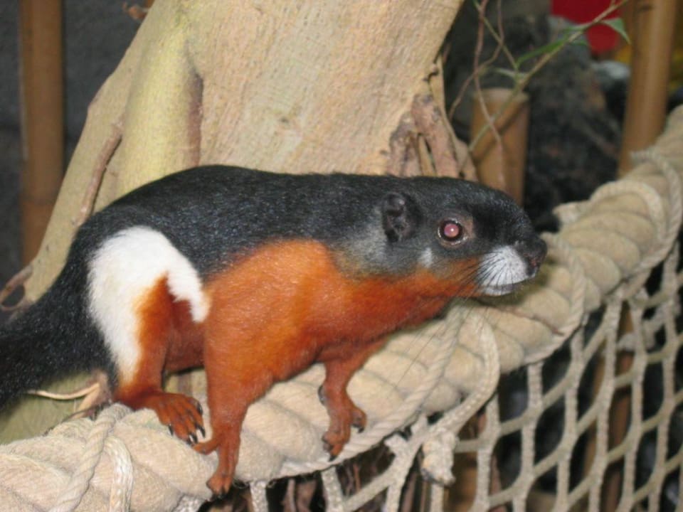 Ein Bewohner des Dschungel Domes! Center Parcs Het Heijderbos