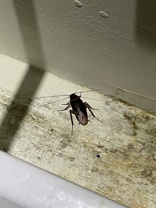 Zimmer Kihaa Maldives