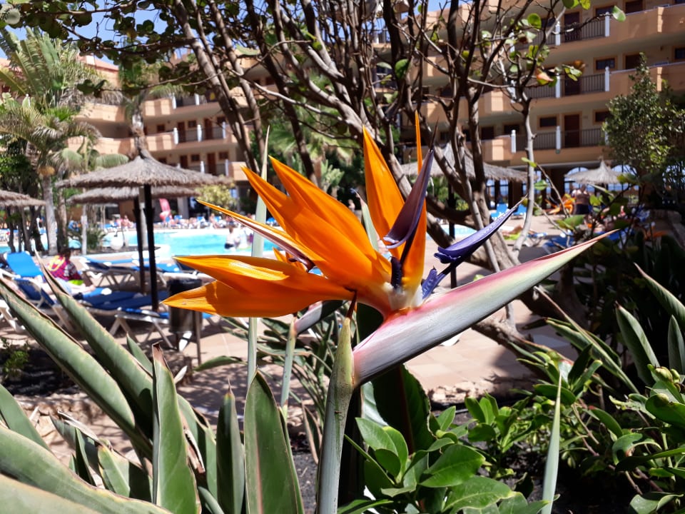 Pool Elba Castillo San Jorge & Antigua Suite Hotel