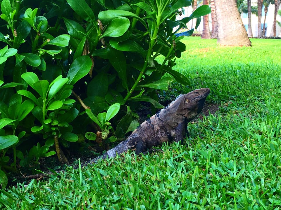 Gartenanlage Iberostar Selection Coral Cancun