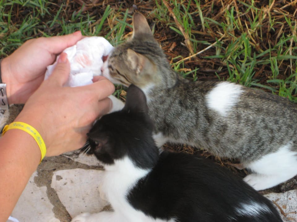 Hotelkätzchen Elea Beach Hotel