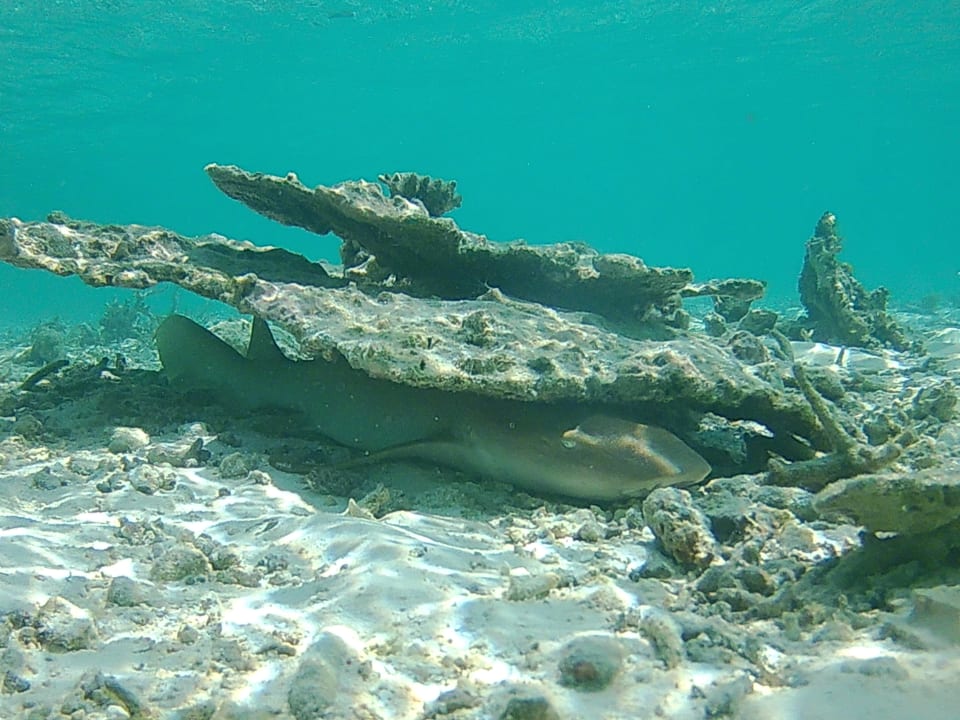 Gartenanlage Angaga Island Resort