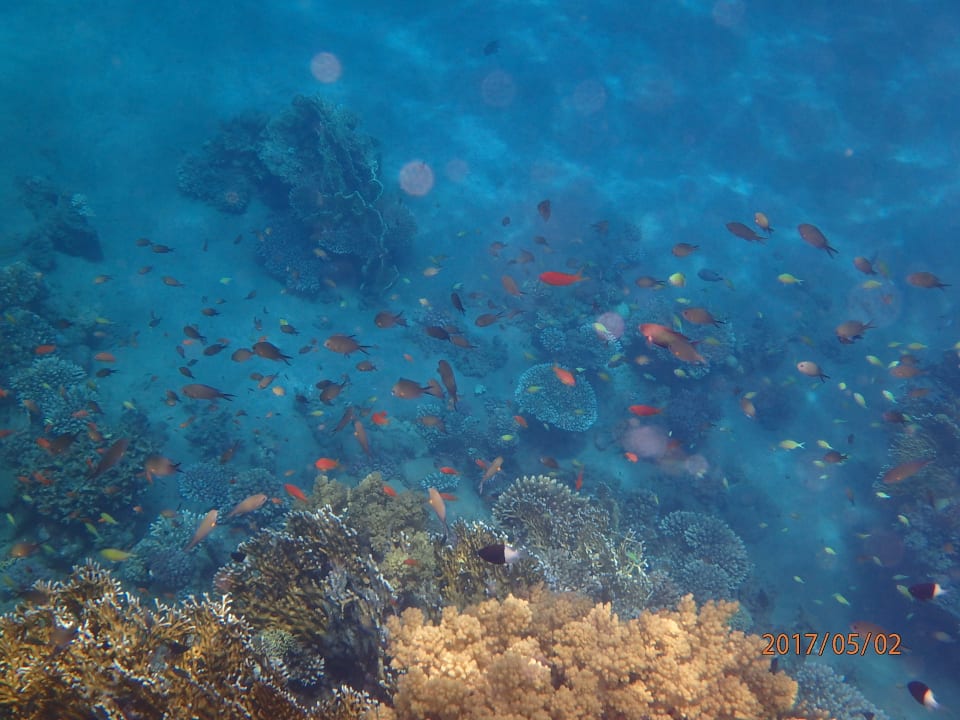 Strand Shams Alam Beach Resort