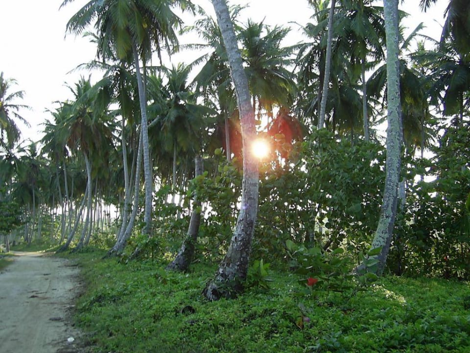 Spazierweg/Joggingpfad Wyndham Alltra Samana