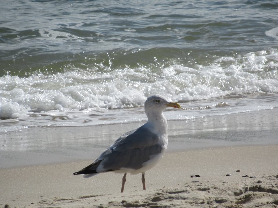 Strand Hapimag Resort Hörnum