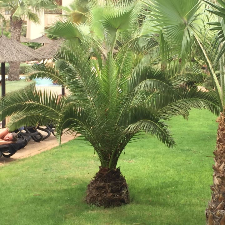 Gärten Hotel Riu Touareg