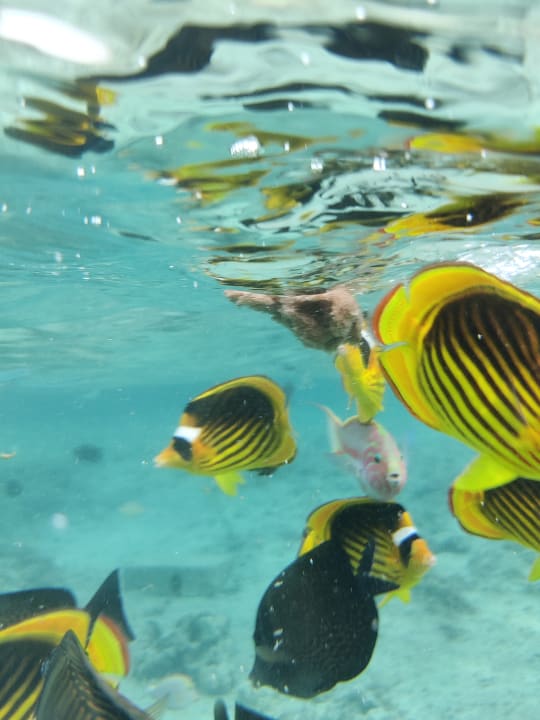 Strand Radisson Blu Resort, El Quseir