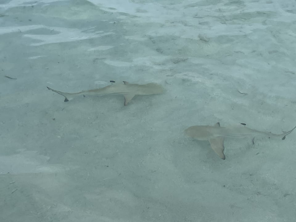 Strand Cinnamon Dhonveli Maldives