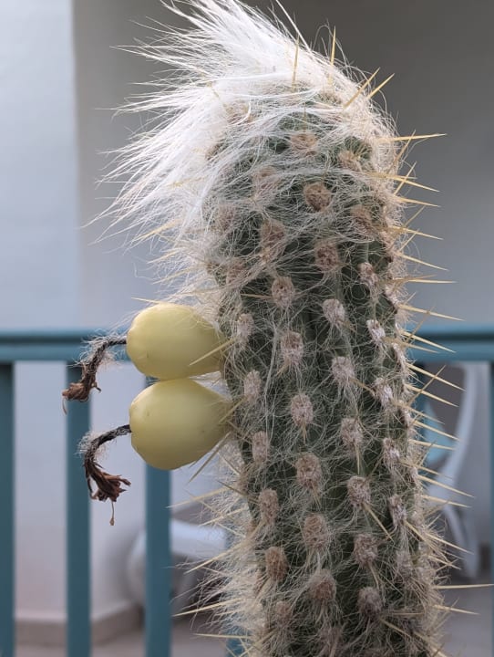 Gartenanlage Aldiana Club Fuerteventura